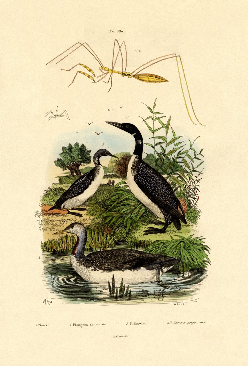 Bug, 1833-39 av French School
