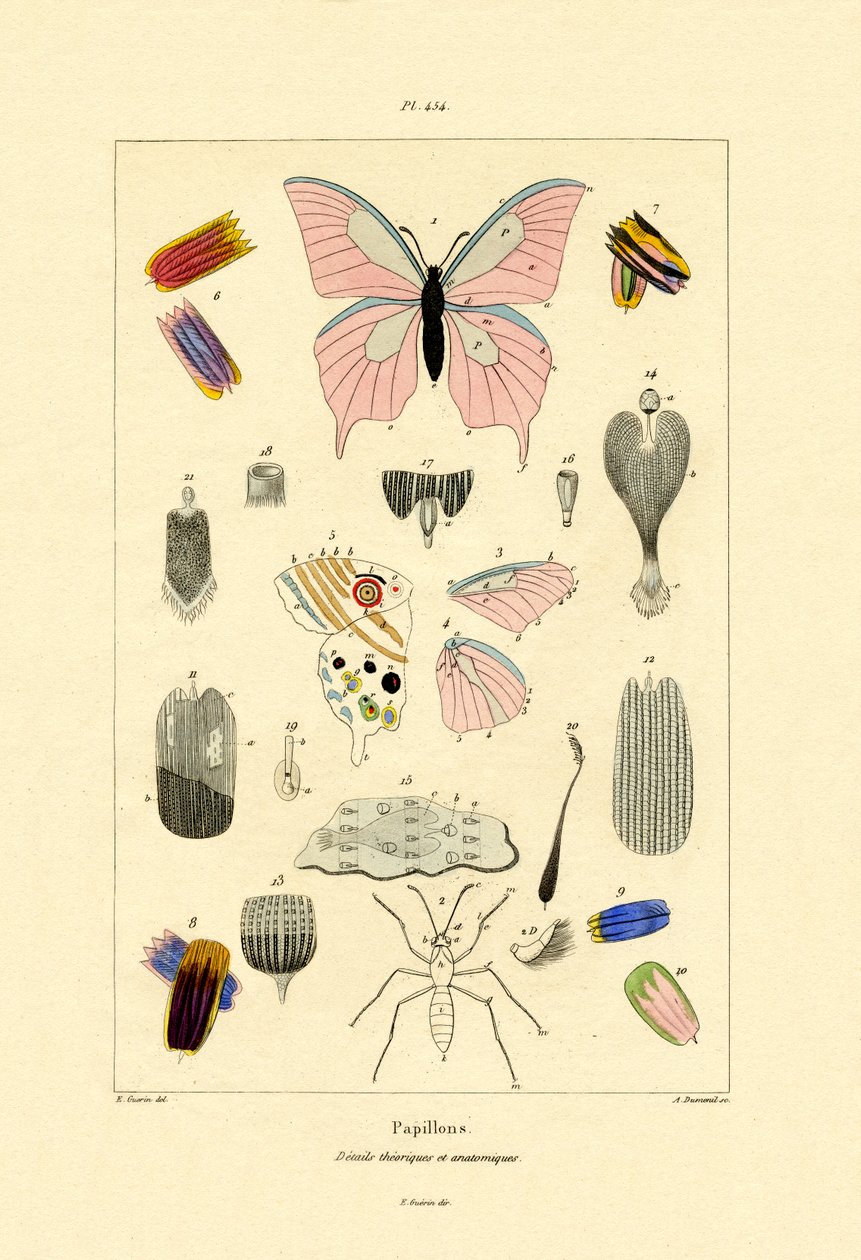 Sommerfugler, 1833-39 av French School