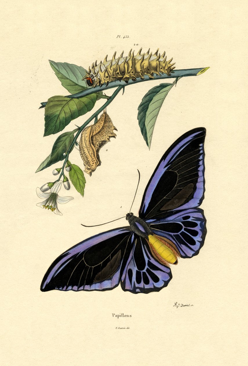 Sommerfugler, 1833-39 av French School