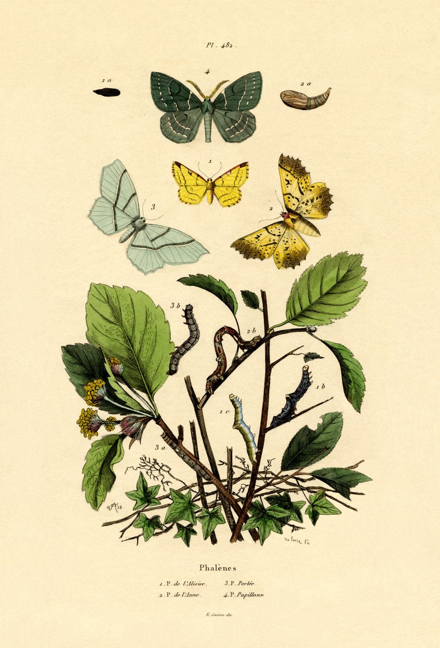 Sommerfugler, 1833-39 av French School