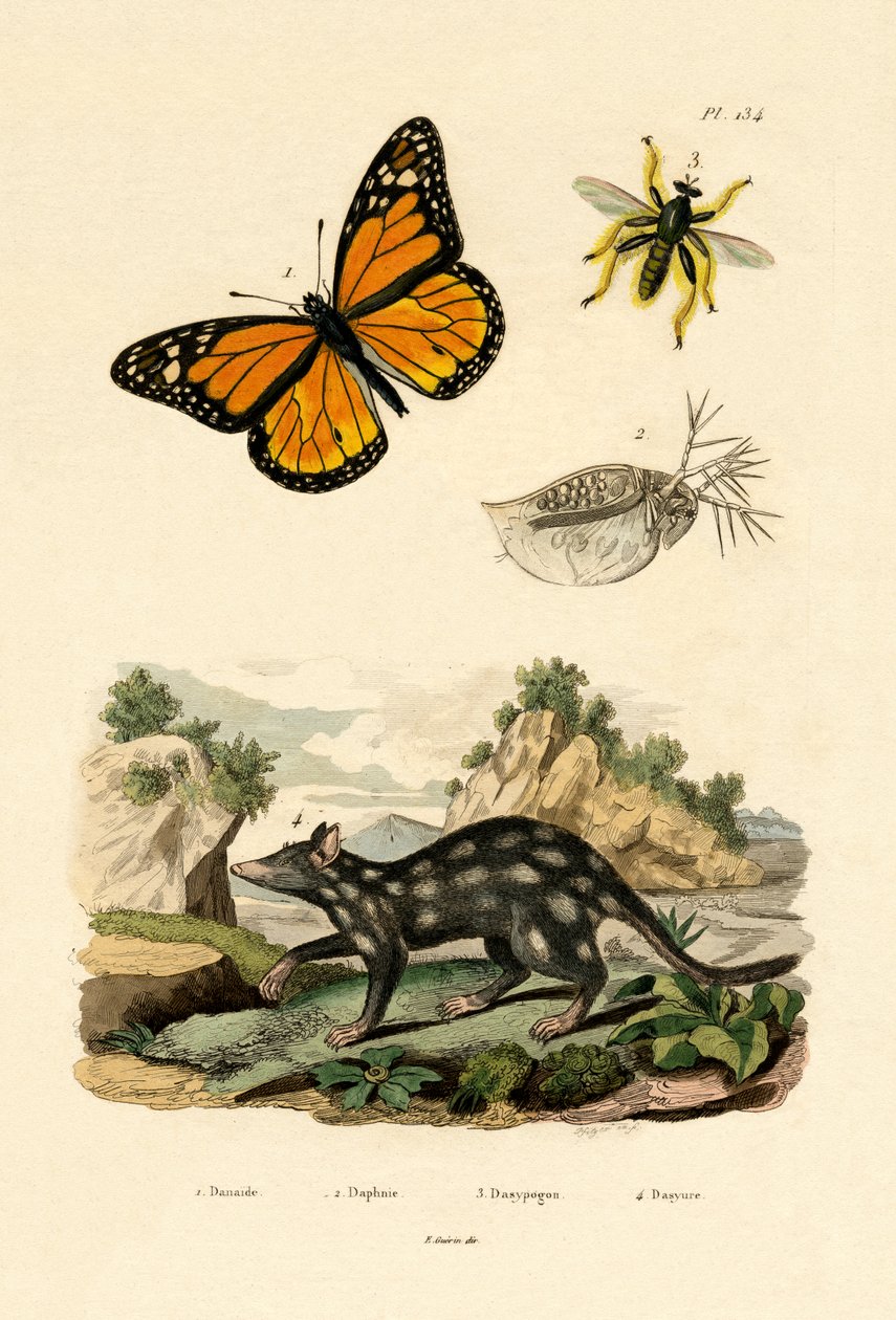 Sommerfugl, 1833-39 av French School