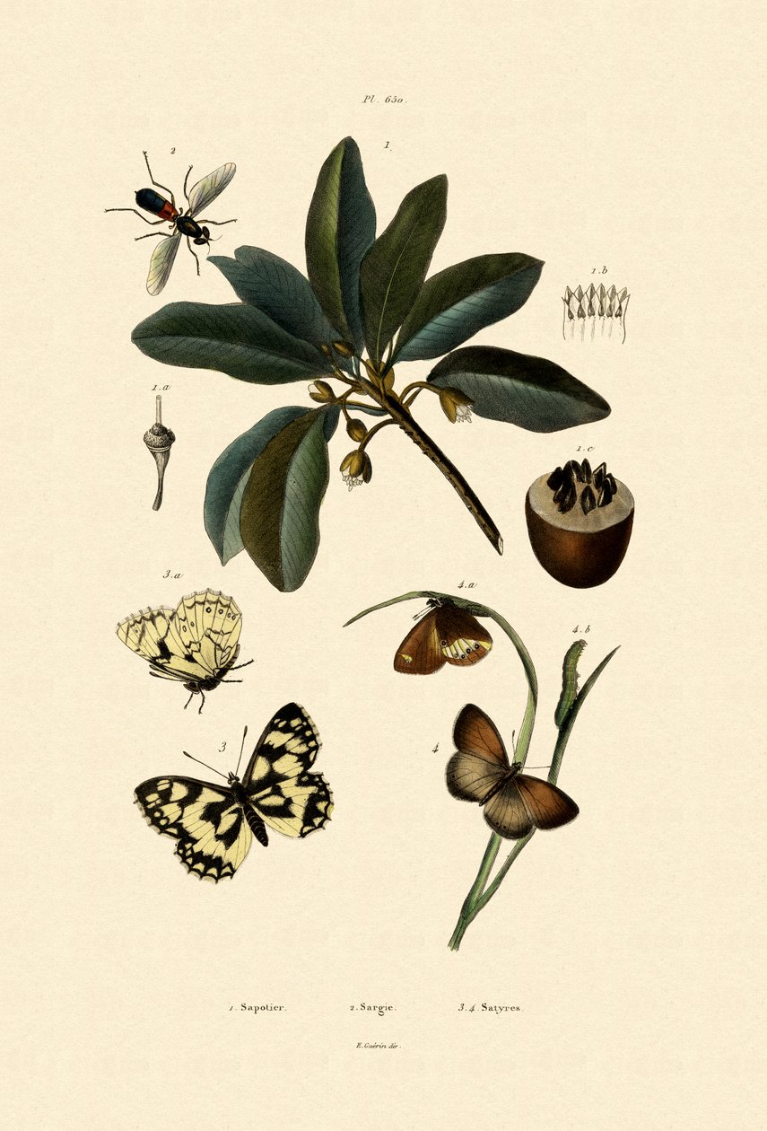 Sommerfugl, 1833-39 av French School