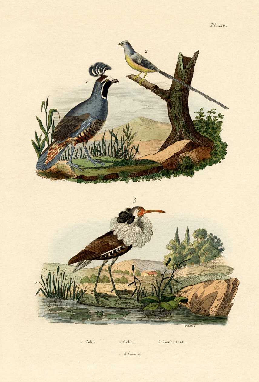 California Quail, 1833-39 av French School