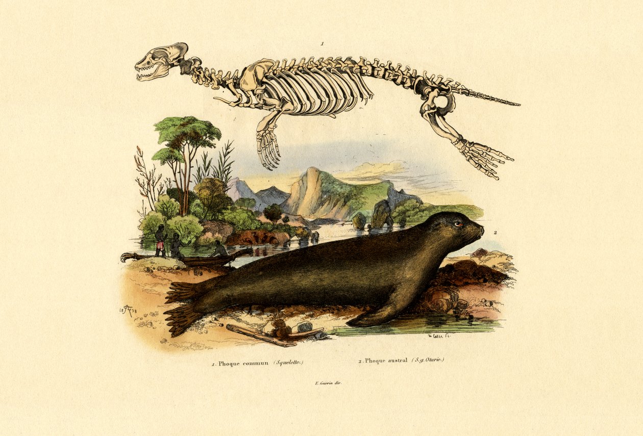 Kapppelssel, 1833-39 av French School