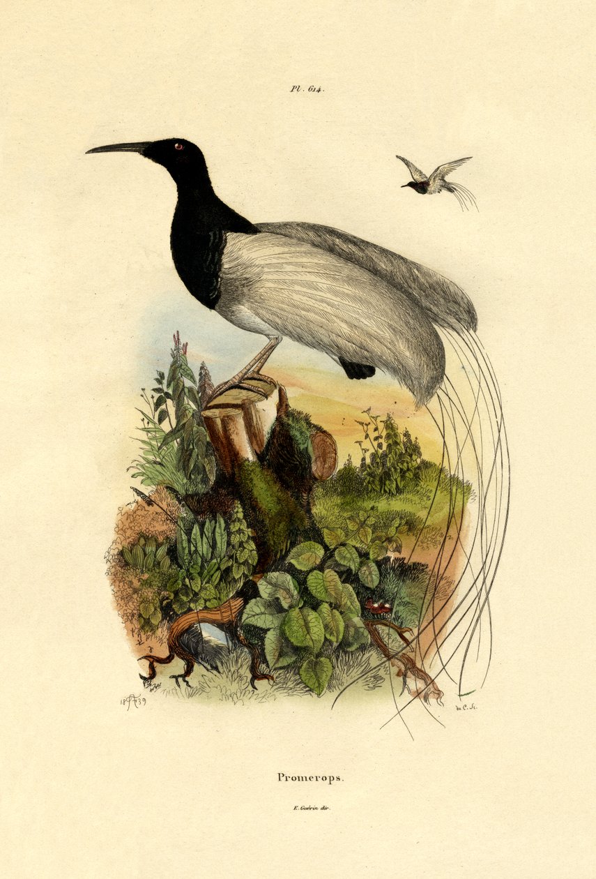 Kapp sukkerfugl, 1833-39 av French School