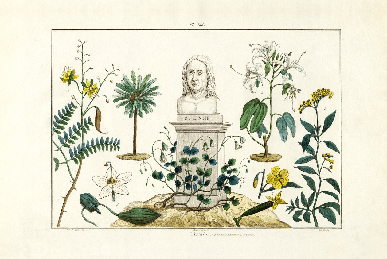 Linné, 1833-39 av French School