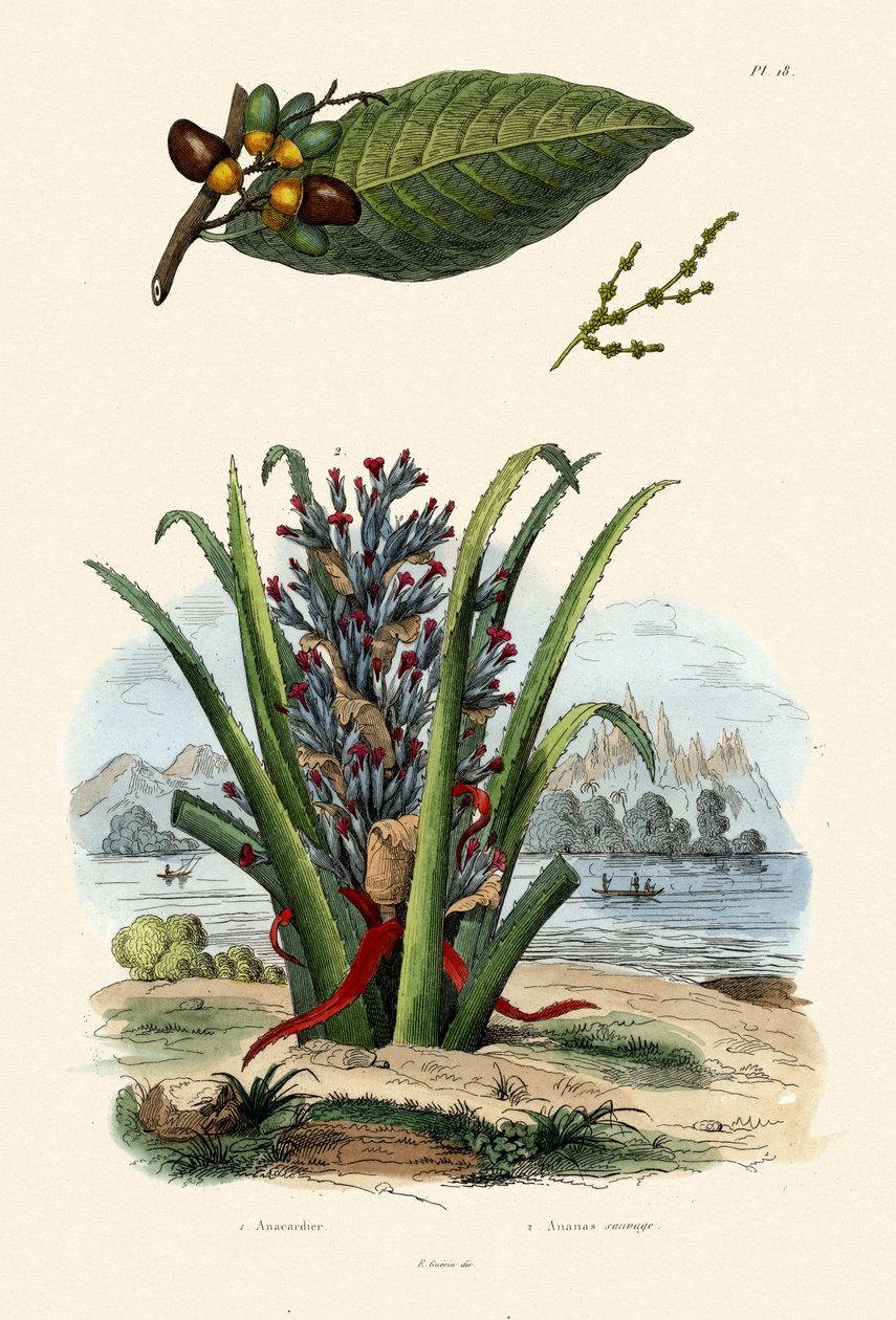 Cashew-tre, 1833-39 av French School