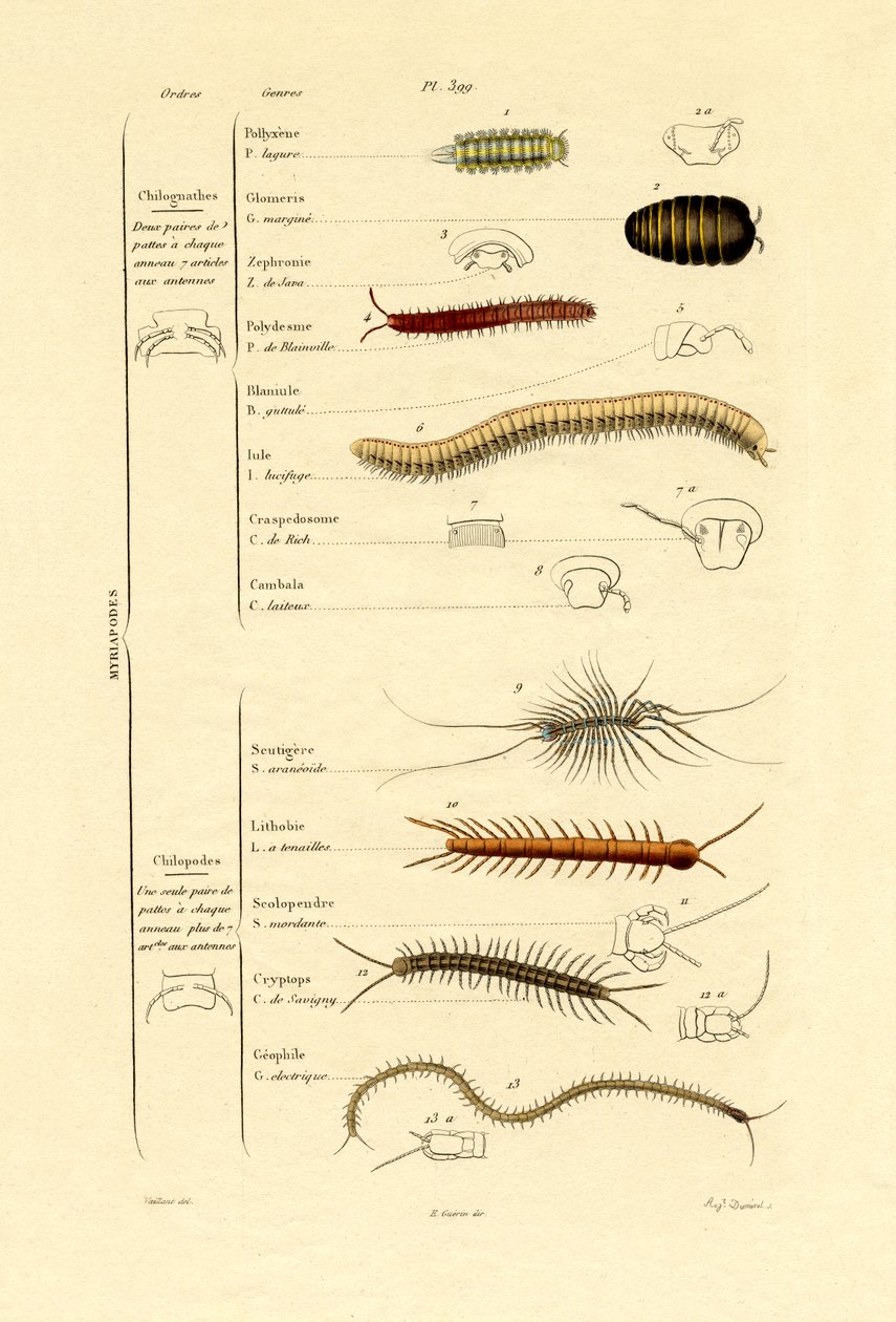Tusenbein, 1833-39 av French School