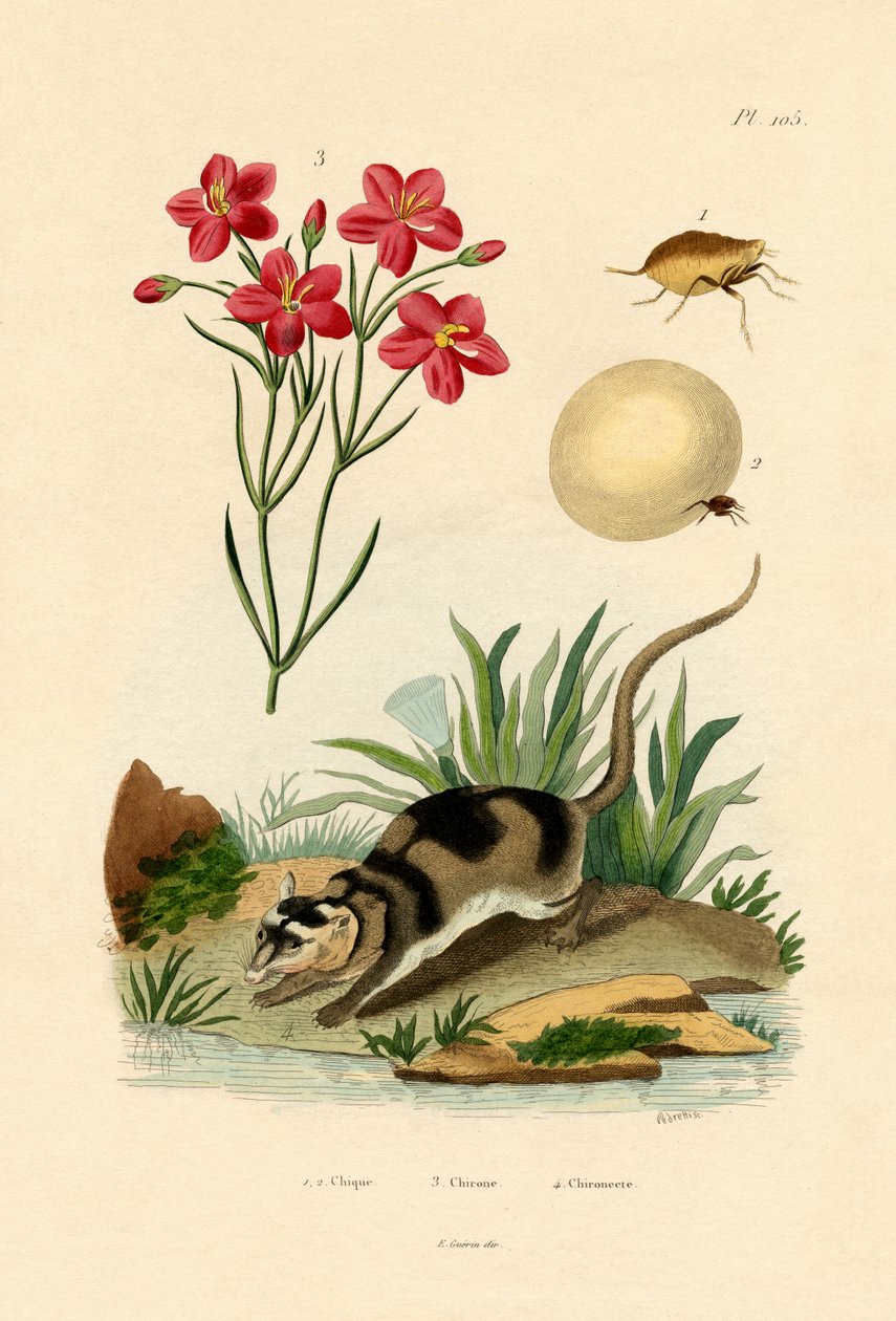 Chigger, 1833-39 av French School