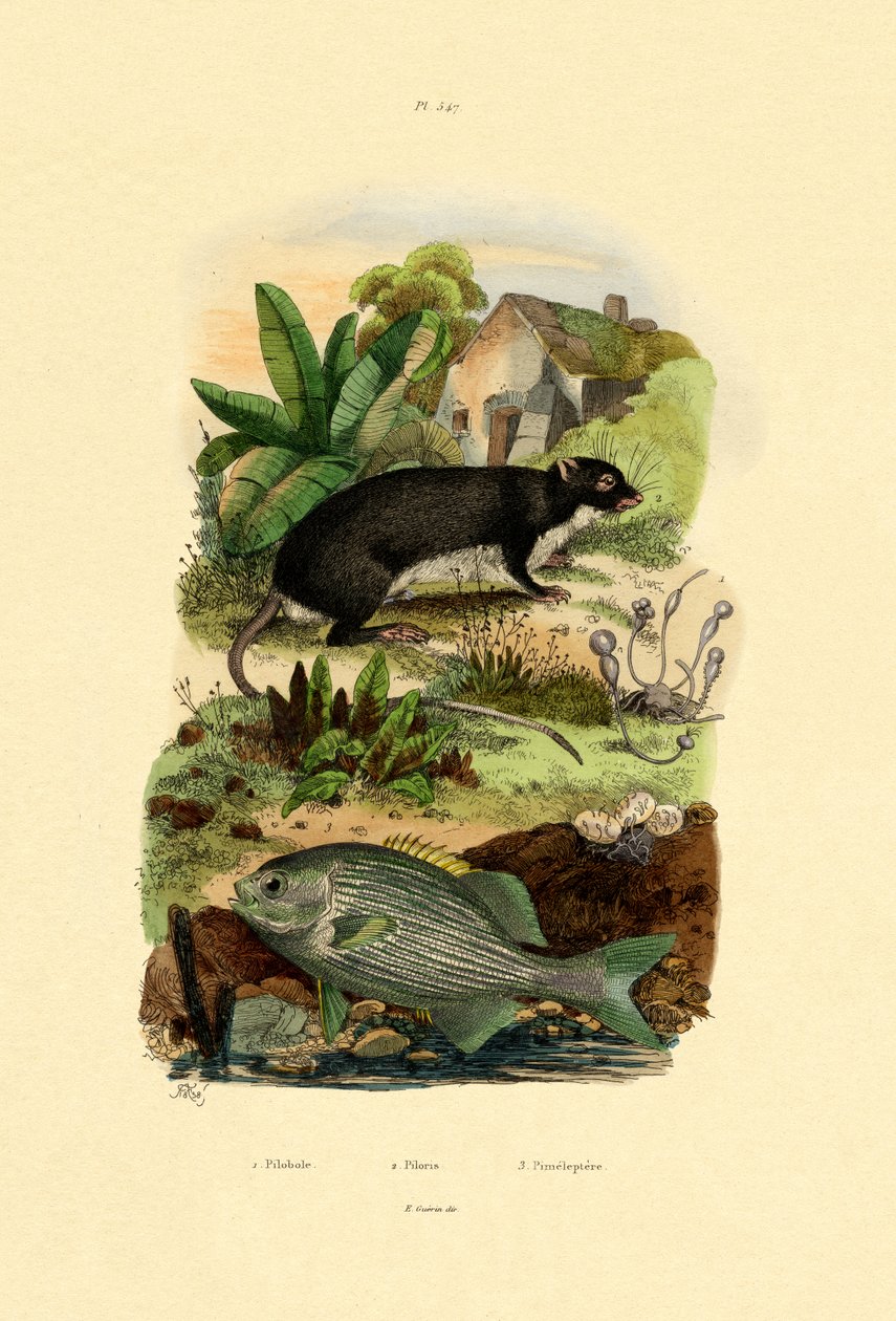 Chub, 1833-39 av French School