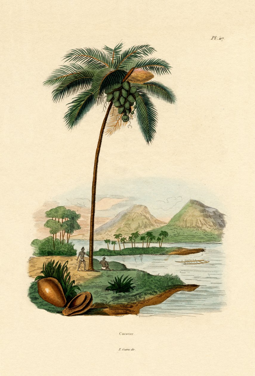 Kokospalme, 1833-39 av French School