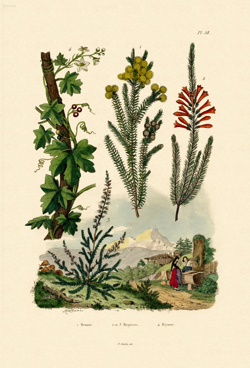 Coffee Bush, 1833-39 av French School