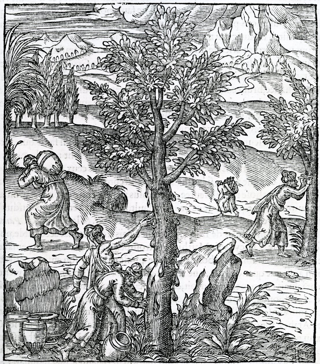 Samler røkelse fra furutrær, illustrasjon fra Cosmographie Universelle, av Andre de Thevet, 1575 av French School