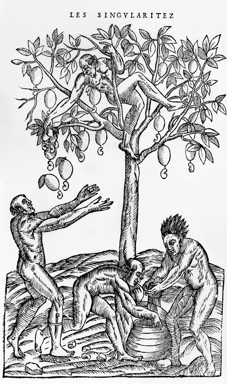 Samle nøtter for vinproduksjon, illustrasjon fra Singularities of France Antarctique, av Andre de Thevet, 1558 av French School