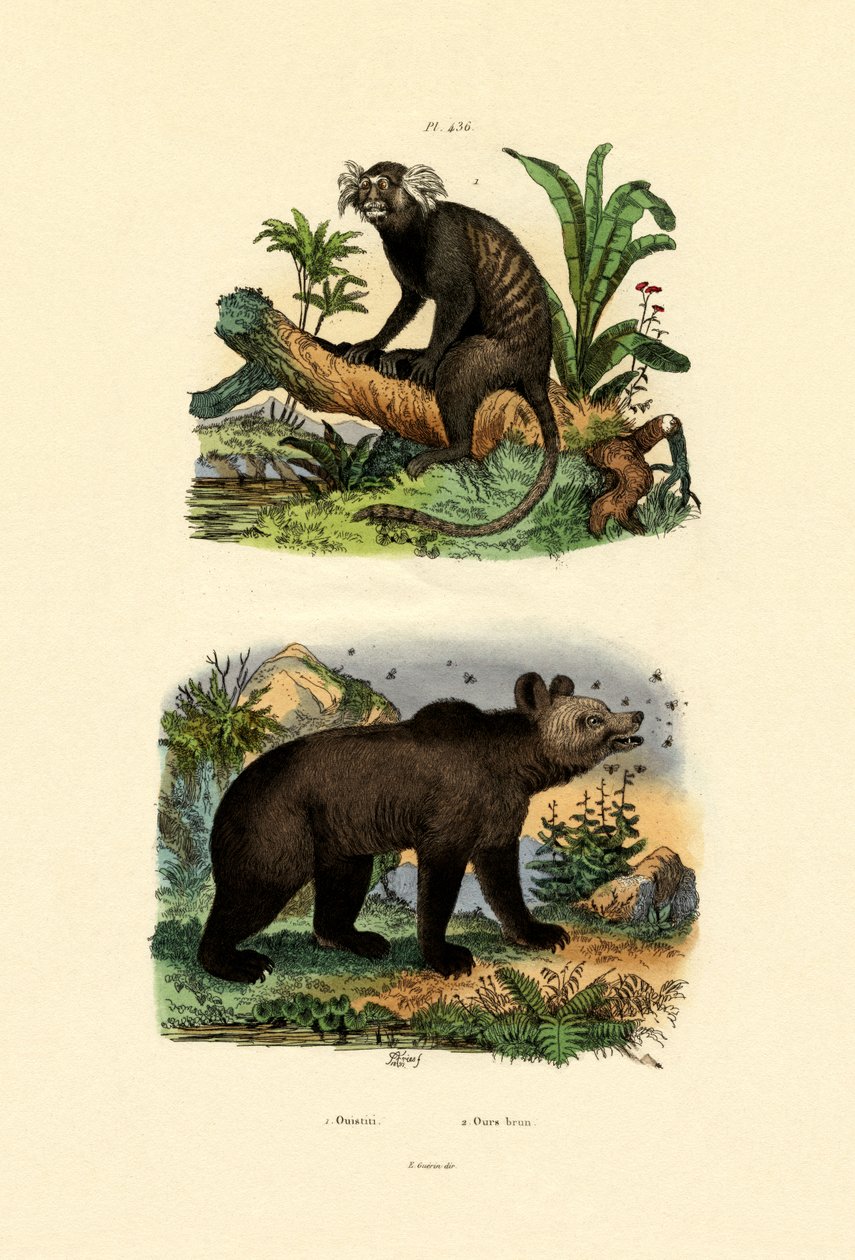 Marmoset, 1833-39 av French School