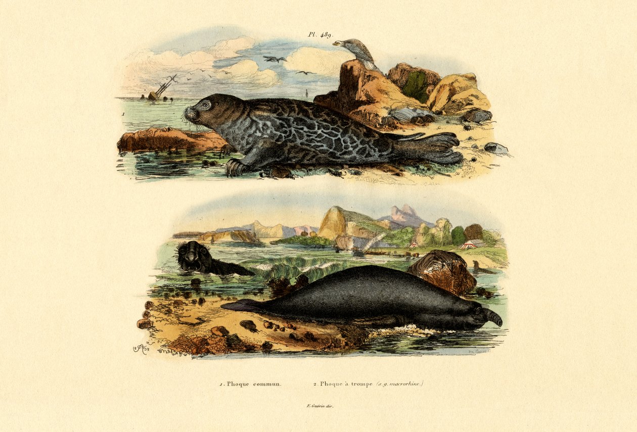 Fellessel, 1833-39 av French School