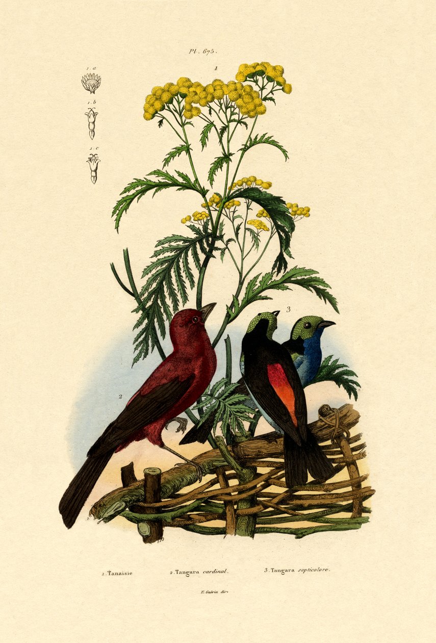 Vanlig tannsy, 1833-39 av French School
