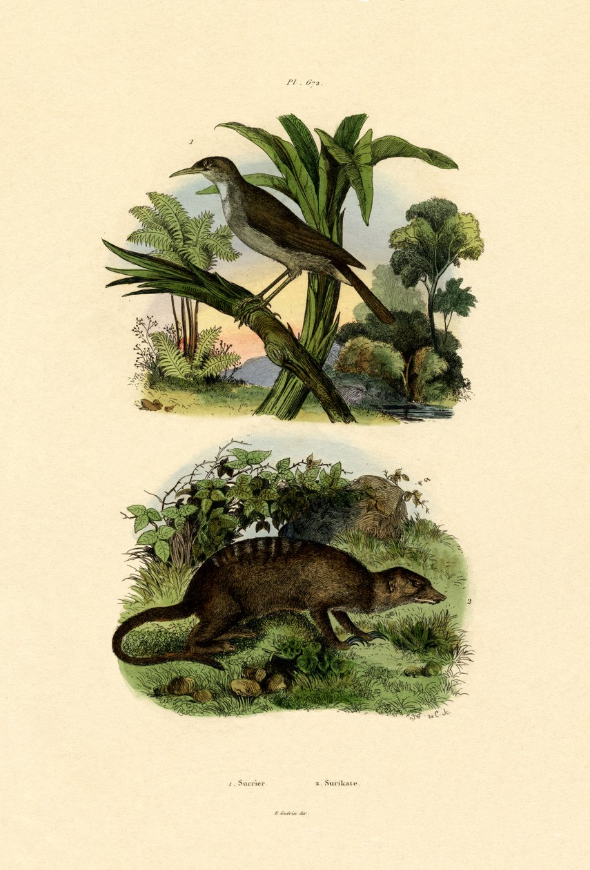 Conebill, 1833-39 av French School