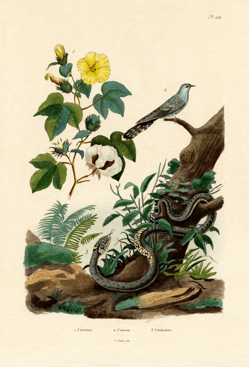 Bomull, 1833-39 av French School