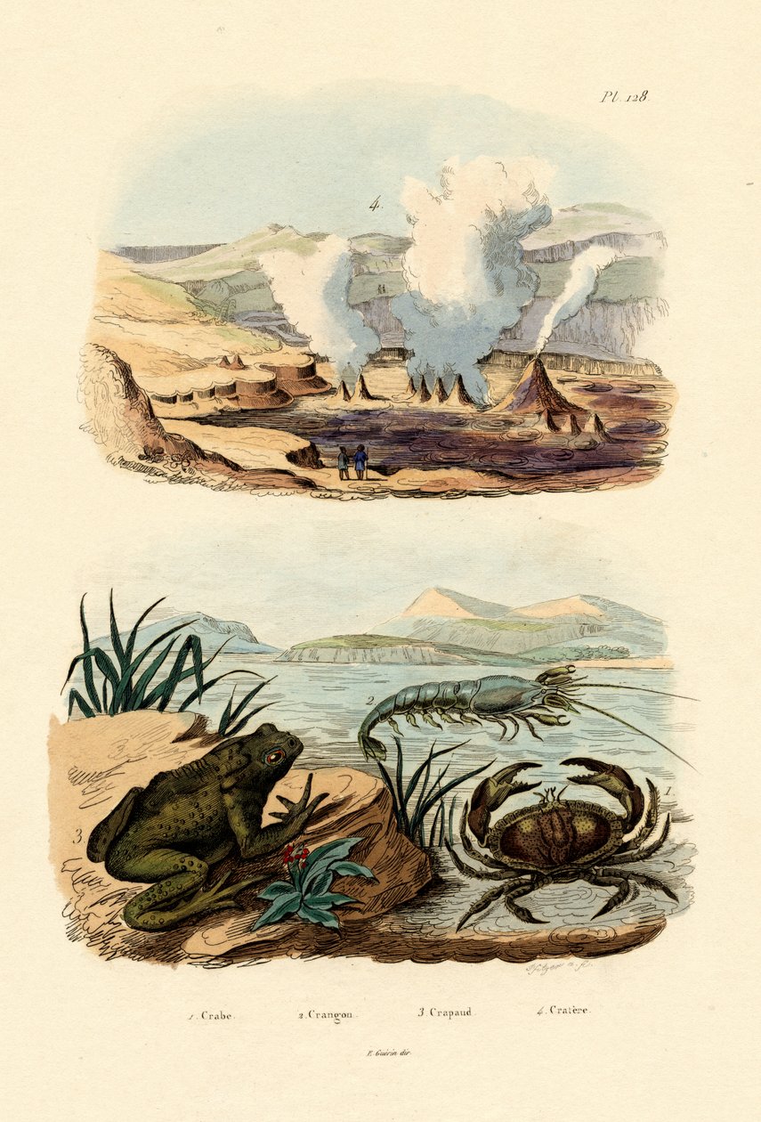 Krabbe, 1833-39 av French School