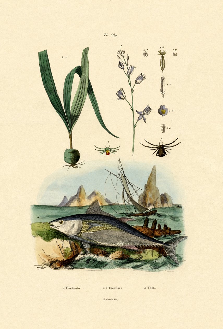 Krabbeedderkopp, 1833-39 av French School