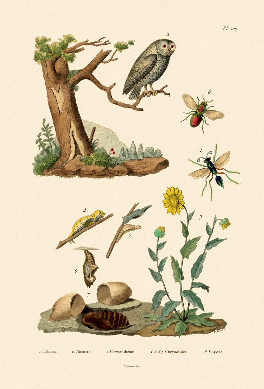 Cricket Hunter Wasp, 1833-39 av French School