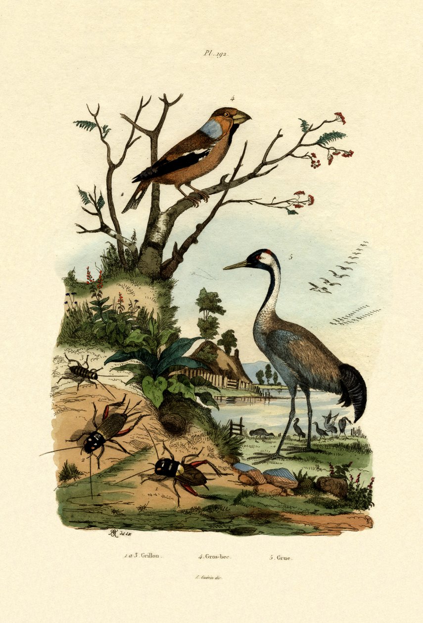 Crickets, 1833-39 av French School