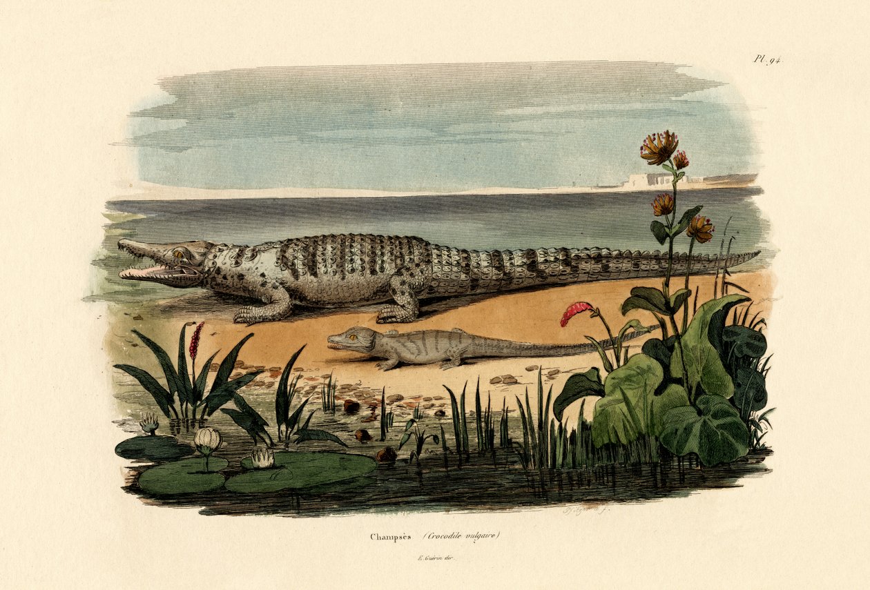 Krokodiller, 1833-39 av French School