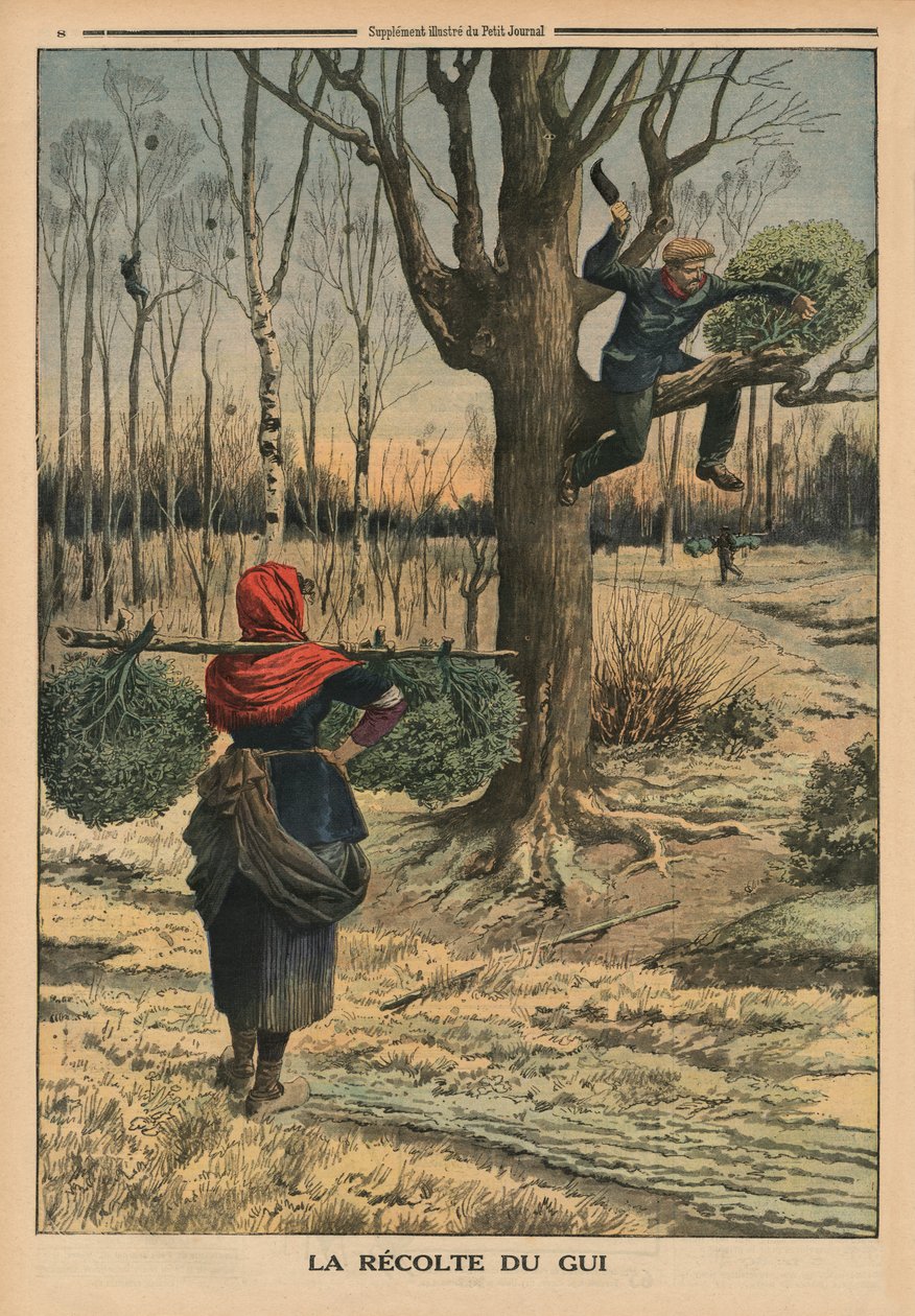 Cutting the misteltein, baksideillustrasjon fra 