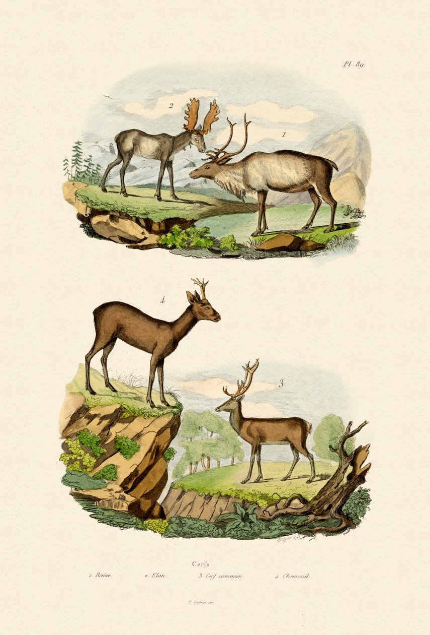 Hjort, 1833-39 av French School