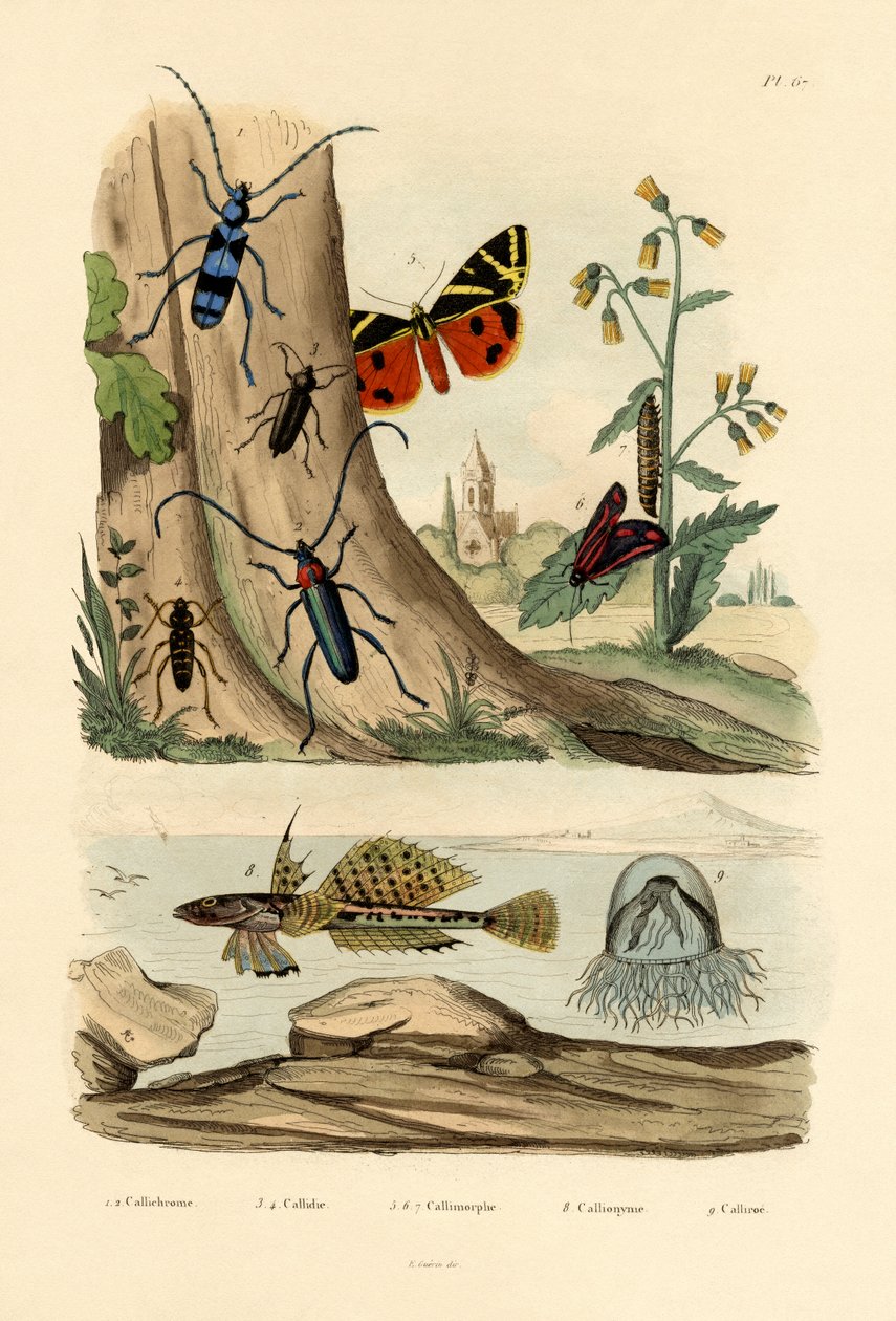 Duggmøll, 1833-39 av French School