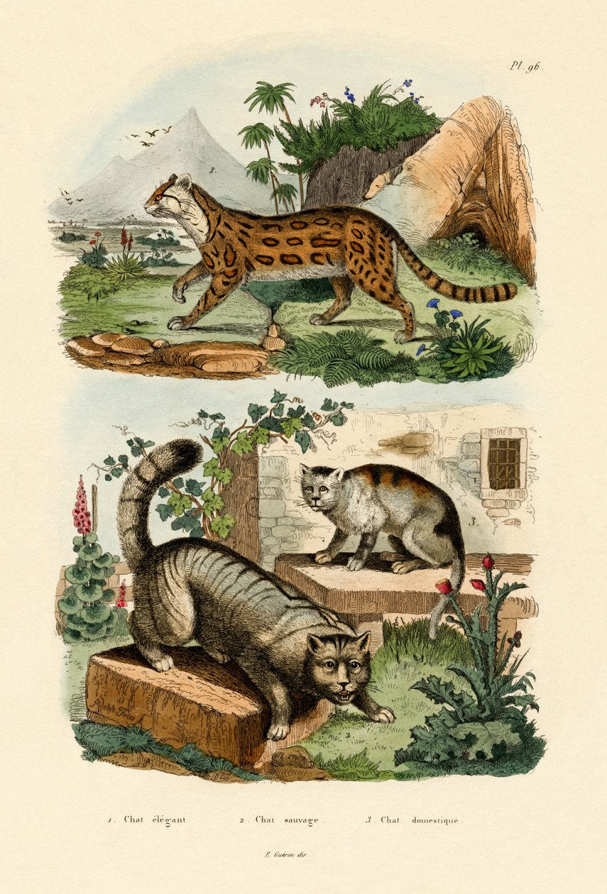 Huskatt, 1833-39 av French School
