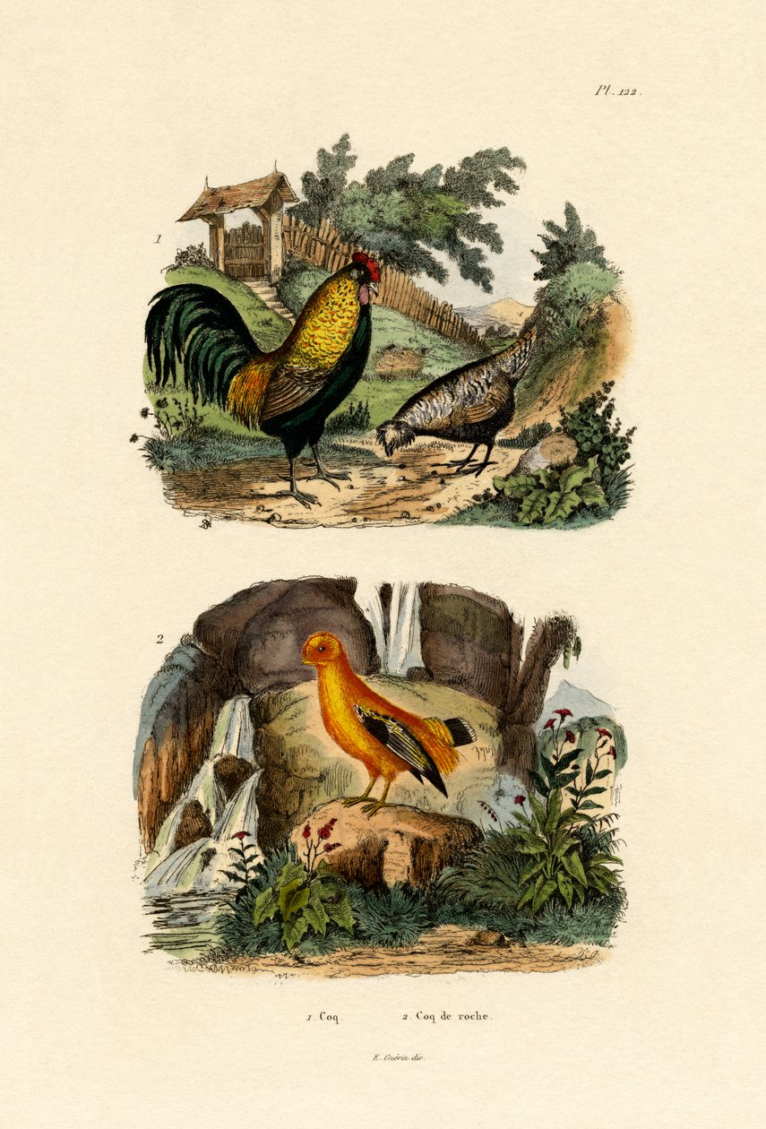 Tamkylling, 1833-39 av French School