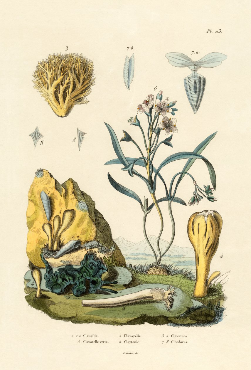 Dørsnegl, 1833-39 av French School