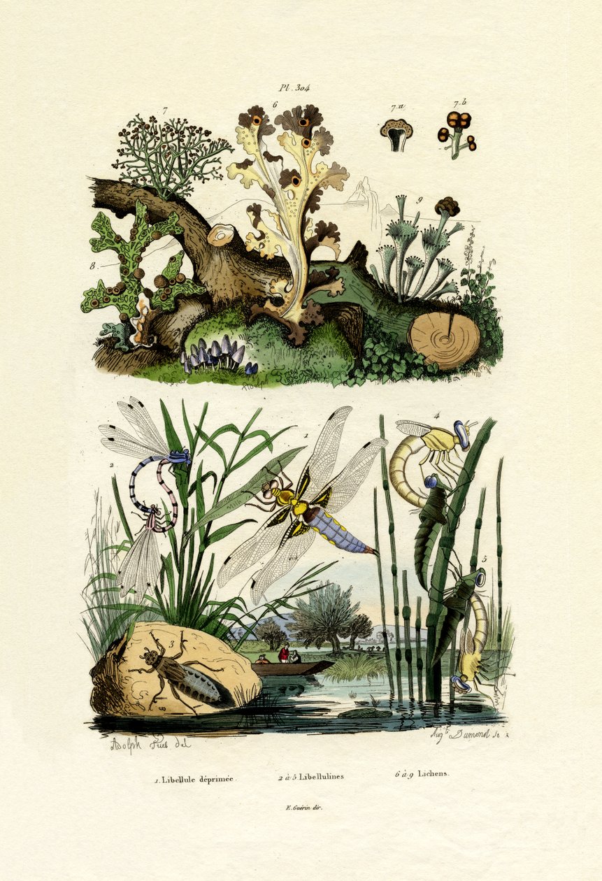 Øystikker, 1833-39 av French School