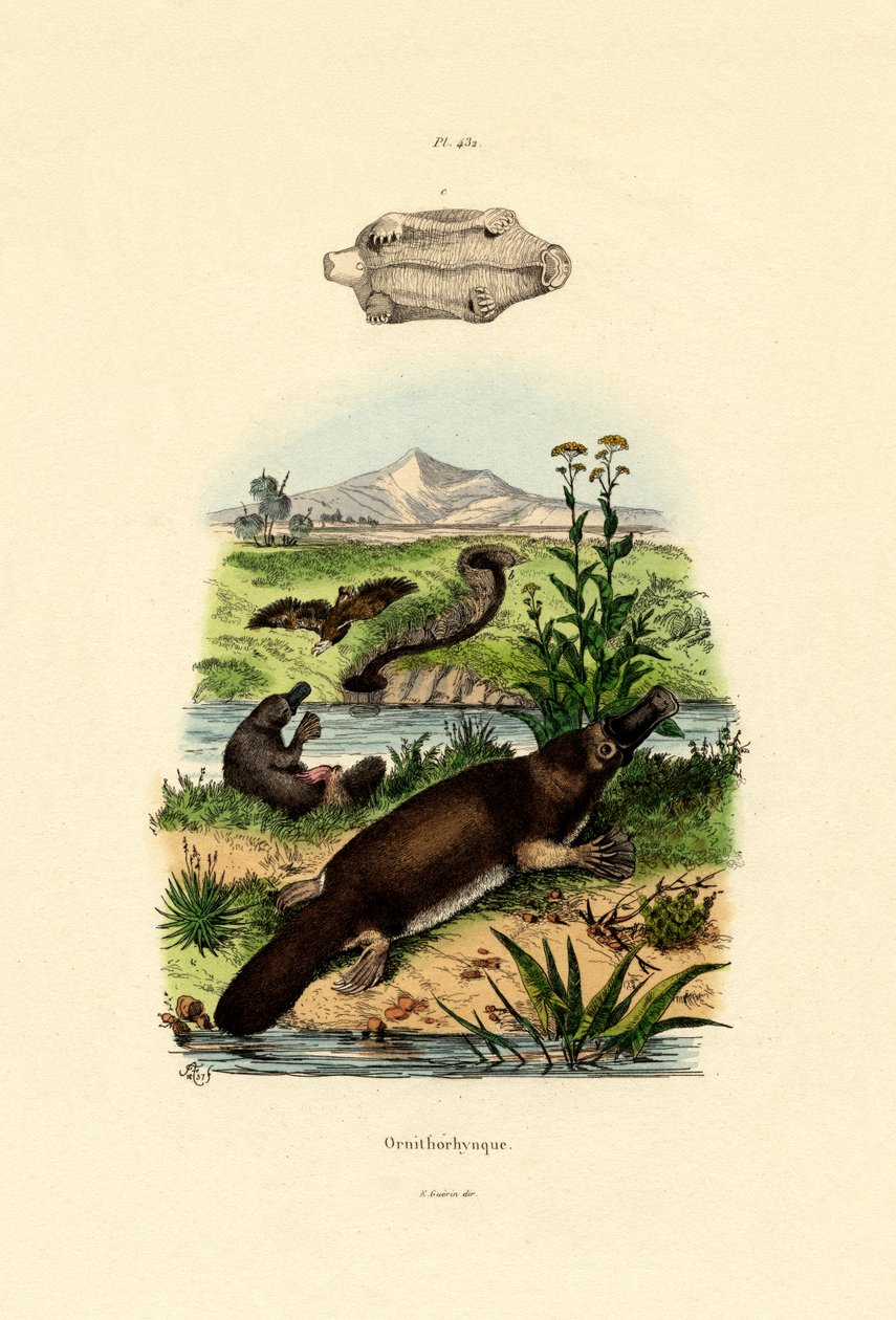 Andnebb nebbdyr, 1833-39 av French School