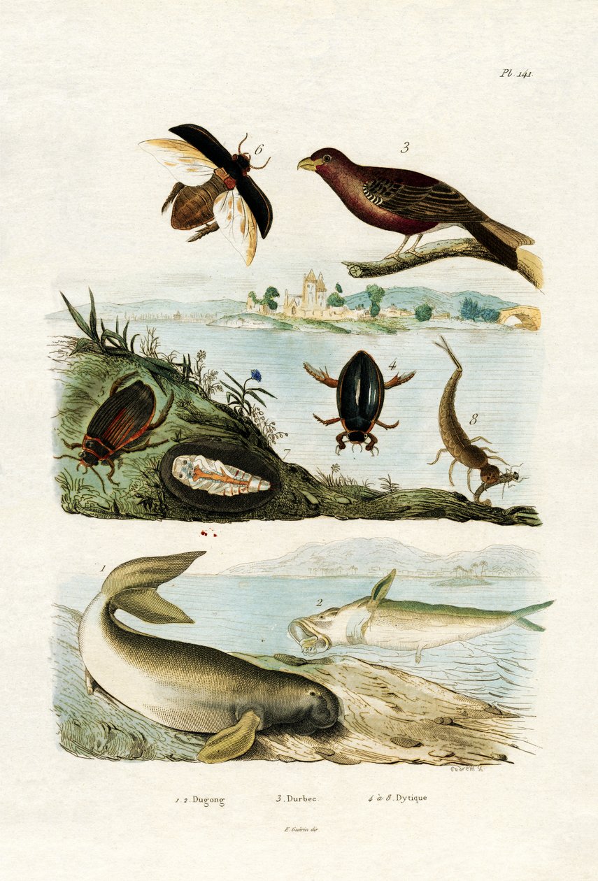 Dugong, 1833-39 av French School