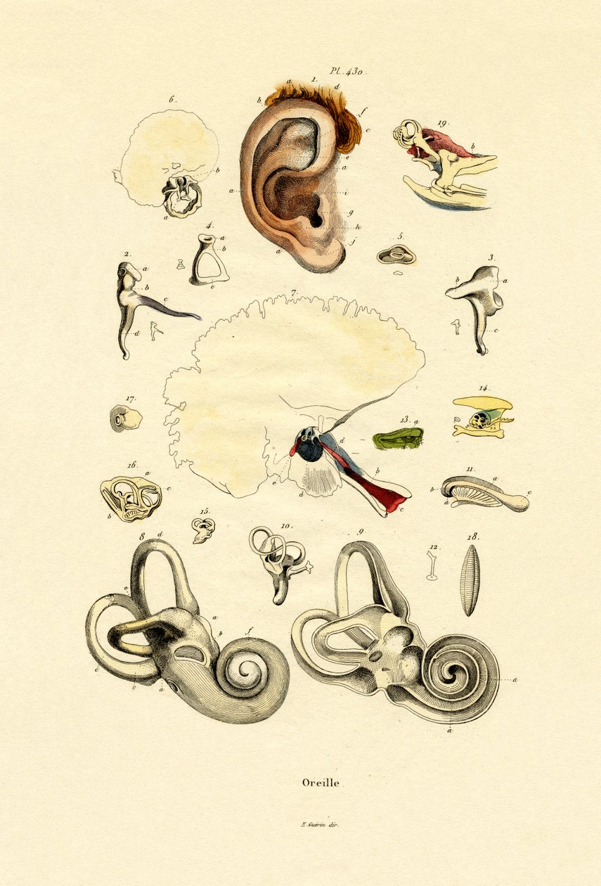 Øre, 1833-39 av French School