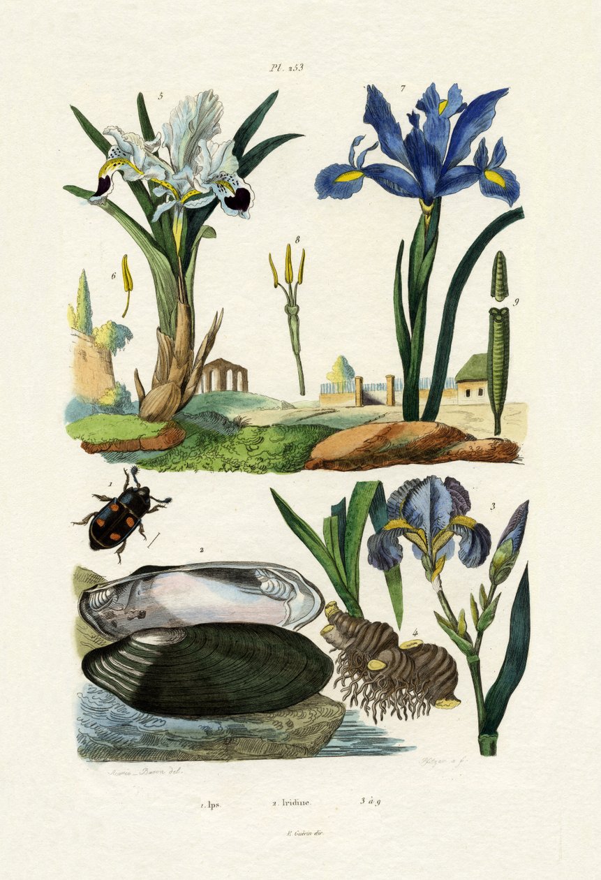 Gravørbille, 1833-39 av French School
