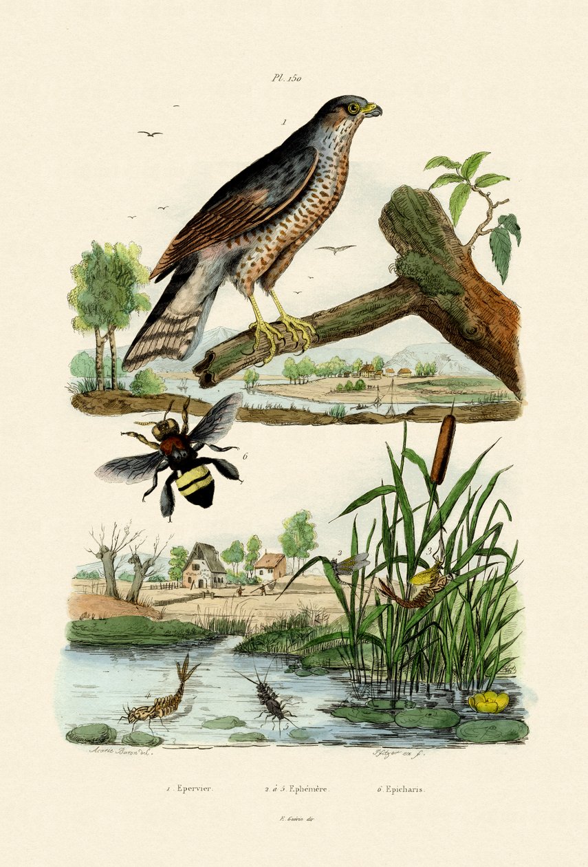 Spurvehauk, 1833-39 av French School