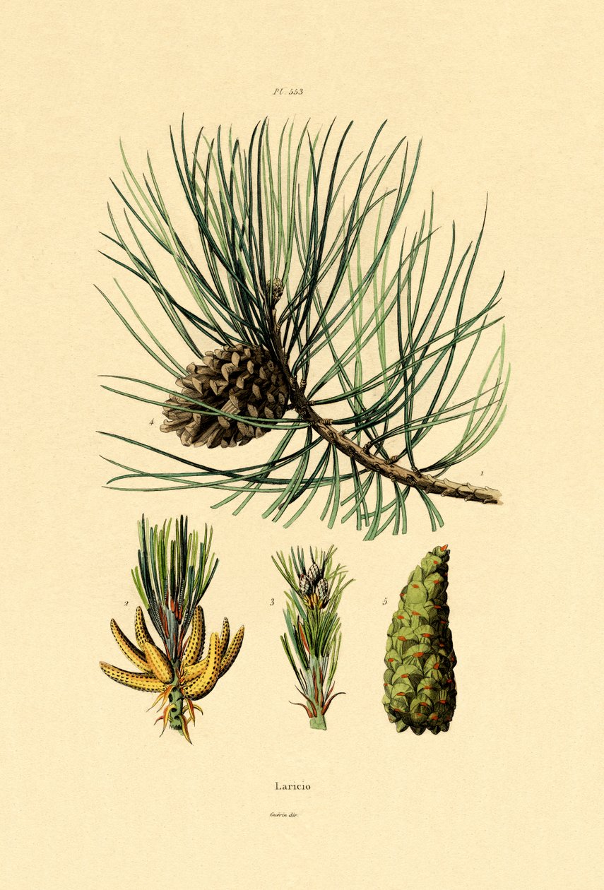Europeisk svart furu, 1833-39 av French School