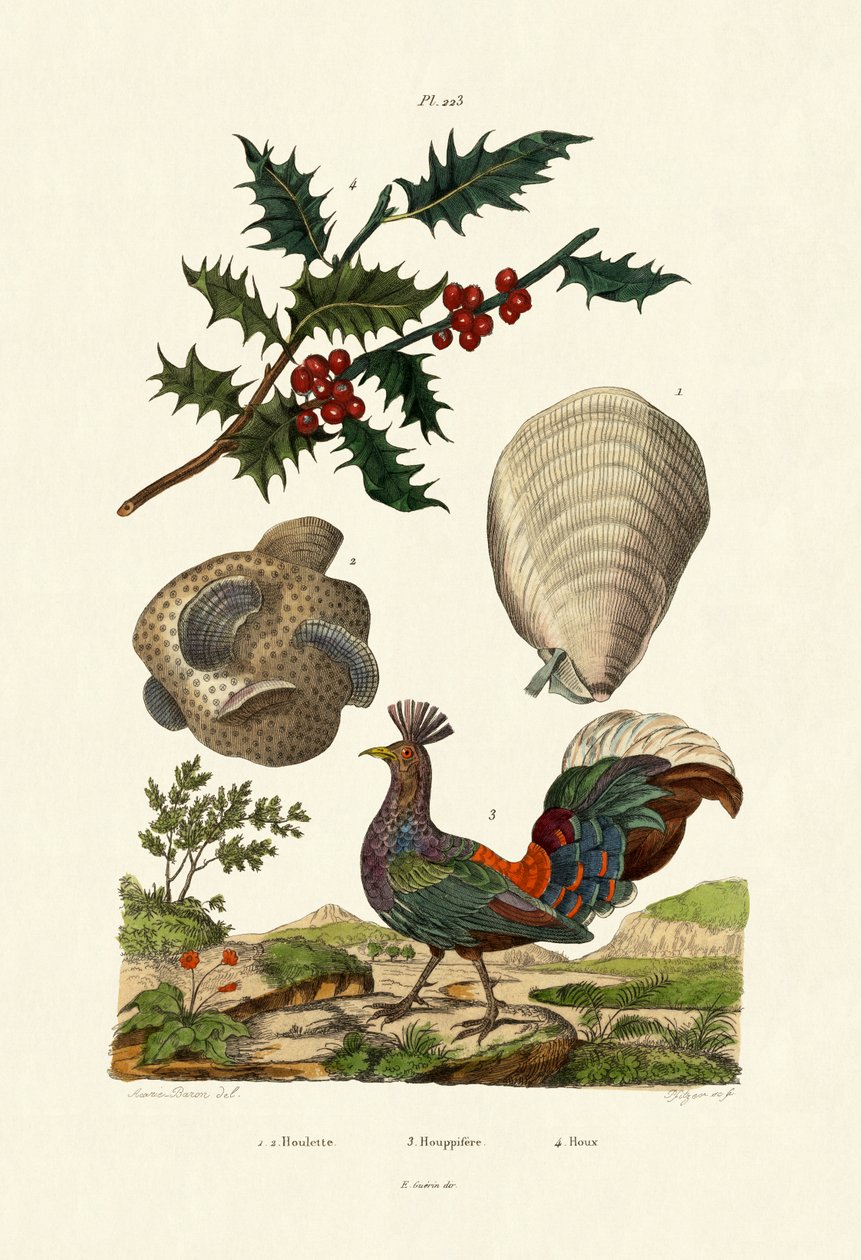 Europeisk Holly, 1833-39 av French School