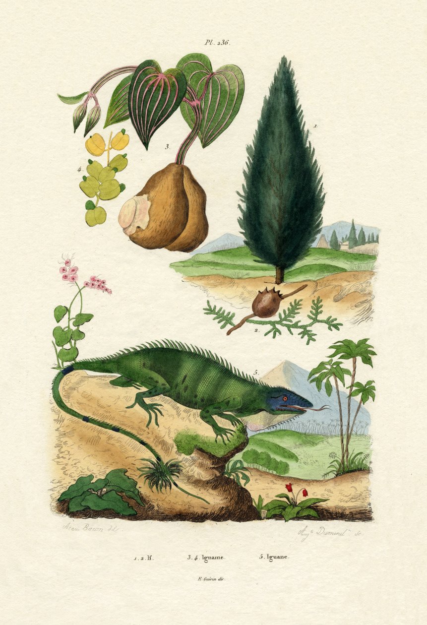 Europeisk barlind, 1833-39 av French School