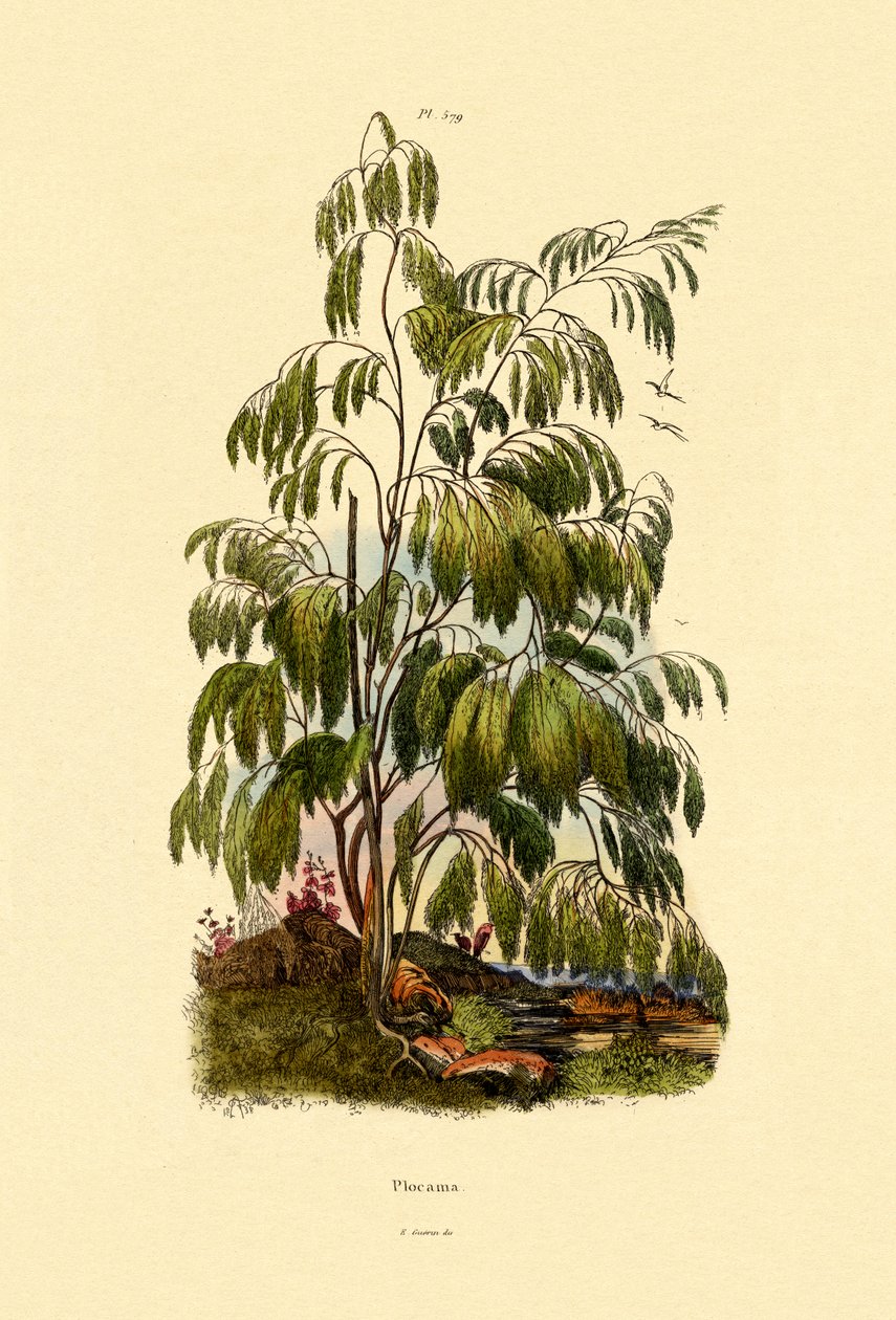 Evergreen Bush, 1833-39 av French School