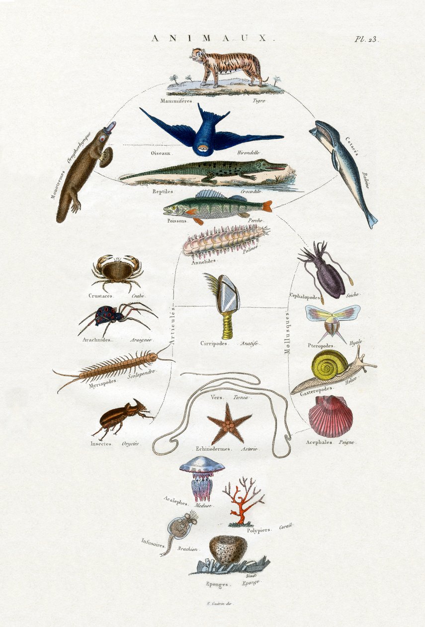 Evolusjon, 1833-39 av French School