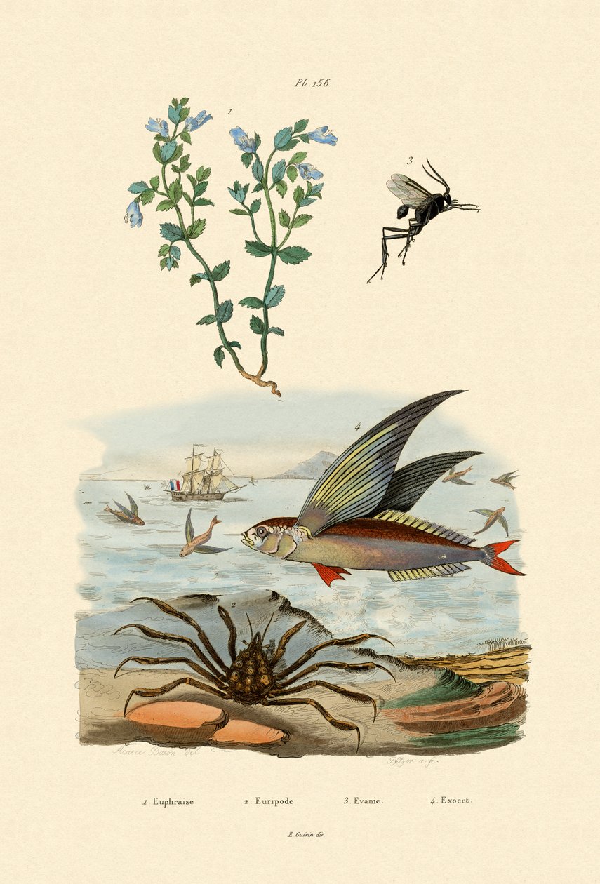 Øyetrøst, 1833-39 av French School