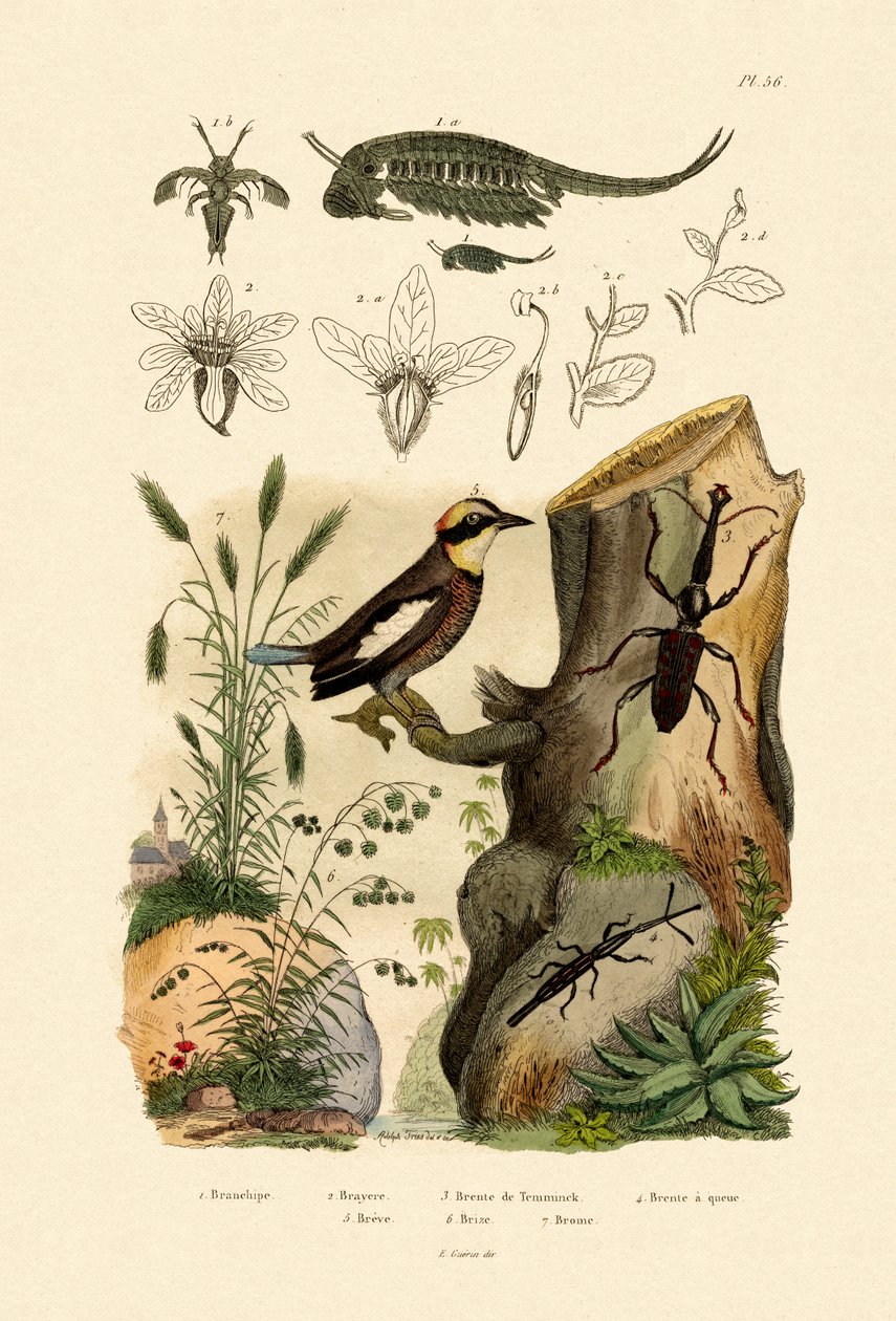 Fairy Shrimp, 1833-39 av French School