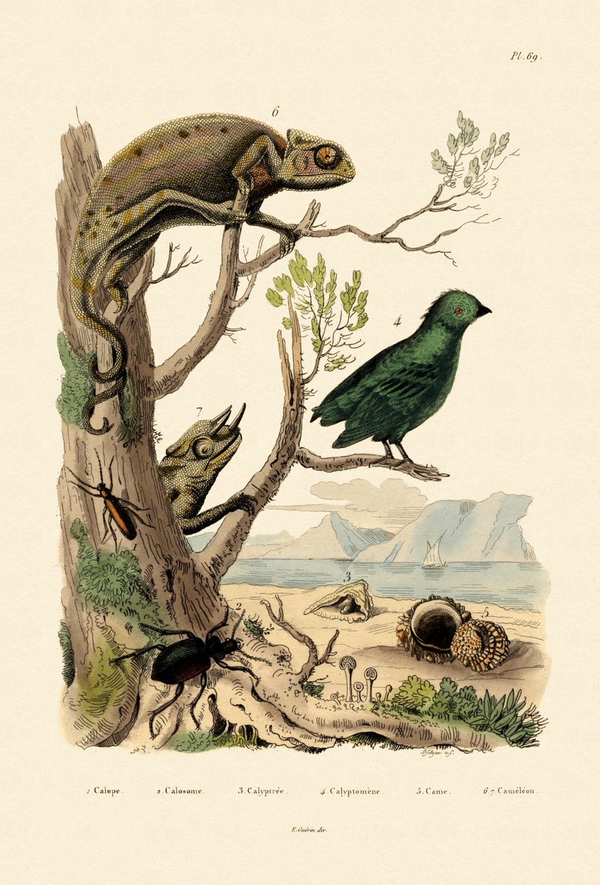 Falsk blemmebille, 1833-39 av French School