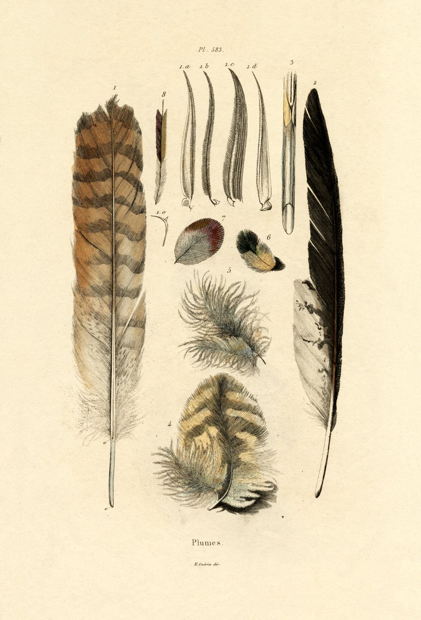 Fjær, 1833-39 av French School