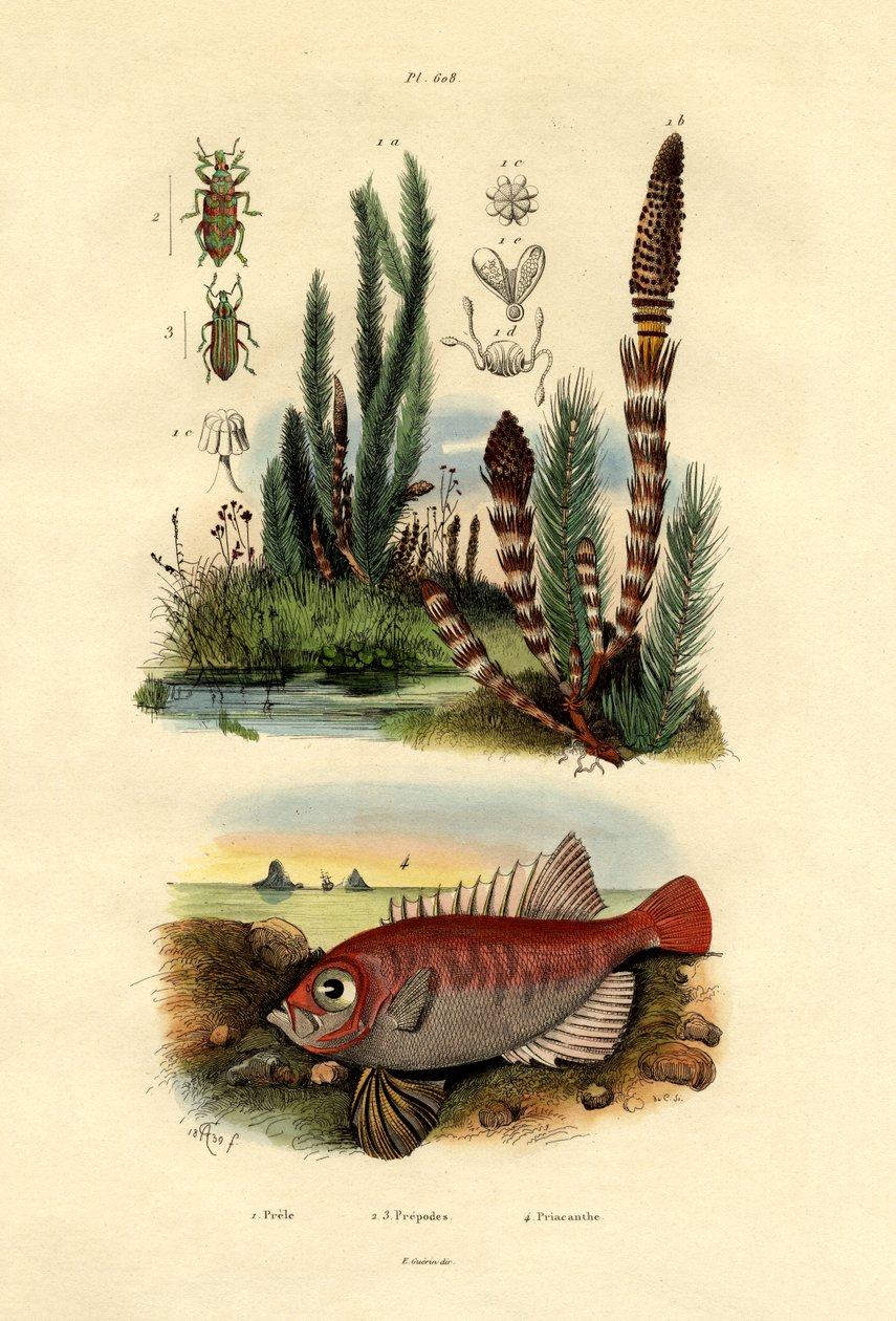 Åkerhest, 1833-39 av French School